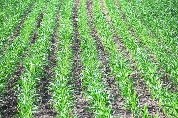 Naklejka premium Young Corn Crop