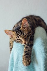 Little charcoal longhair bengal kitty laying on the backrest of an armchair at home