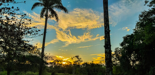 sunset in the forest