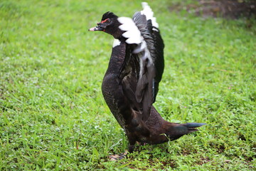 duck in the grass