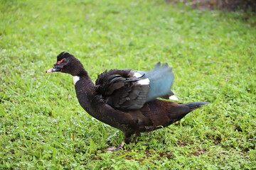 duck in the grass