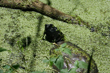Snapping turtle covered in duckweed swimming up to fallen tree branch