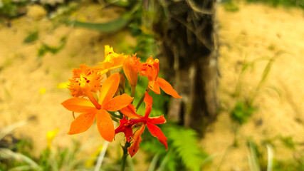 yellow orchid with orange