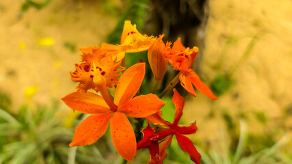 yellow orchid with orange