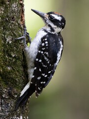Downy woodpecker