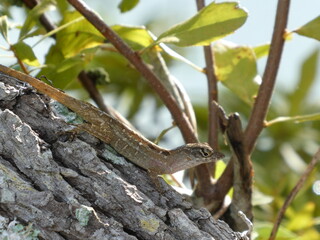 Anole lizard on tree bark with tilted head close-up