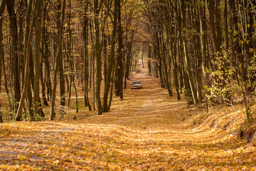 Fototapeta premium Old abandoned car is standing in the forest path covered by yellow autumn leaves. Selective focus.