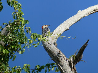 Red-bellied Woodpecker bird perched up in tree closer view