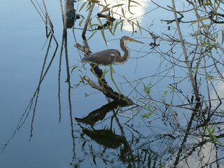 Tricolored heron perched on submerged branch with reflection in water
