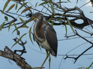 Tricolored heron tropical bird perched on branch in water