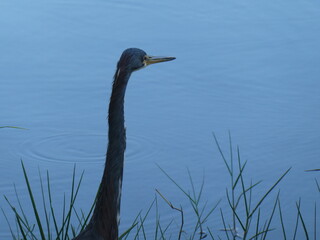 Tricolored heron looking out over lake
