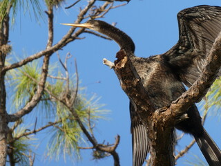 Fototapeta na wymiar Anhinga seabird perched in tree with wings spread looking up