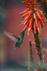 picaflor, colibri o hummingbird sacando nectar en flor roja © Sergio Peña y Lillo