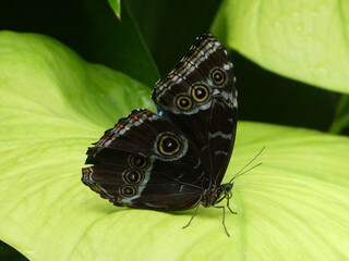 Beautiful dark butterfly resting on large green plant leaf
