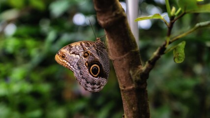 Caligo telamonius memnon
