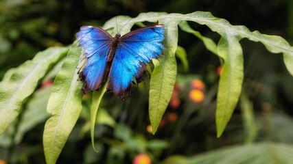 Morpho peleides