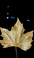 winter leaf
