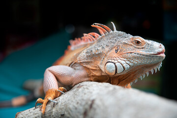 a large orange Iguana sits on a log