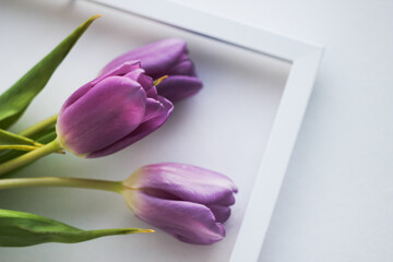 purple tulips with white frame for photo on a light background