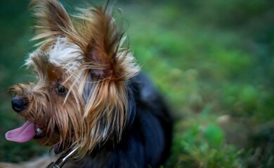 Naklejka premium Yorkshire terrier portrait