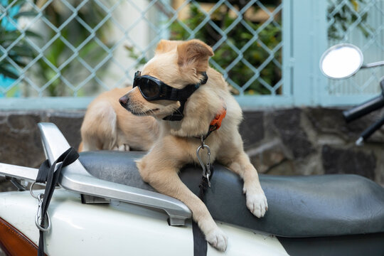 Blonde Rock Star Dog With Sunglasses Sitting On A Motorcycle Seat Enjoying The Sun