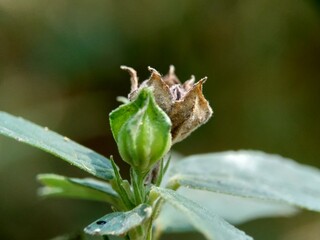 Sida rhombifolia flower (arrowleaf sida, Malva rhombifolia, rhombus-leaved sida, Paddy's lucerne, jelly leaf, Cuban jute, Queensland-hemp, Indian hemp) in the nature background.