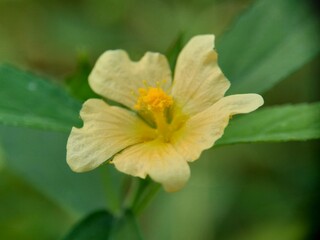 Sida rhombifolia flower (arrowleaf sida, Malva rhombifolia, rhombus-leaved sida, Paddy's lucerne, jelly leaf, Cuban jute, Queensland-hemp, Indian hemp) in the nature background.