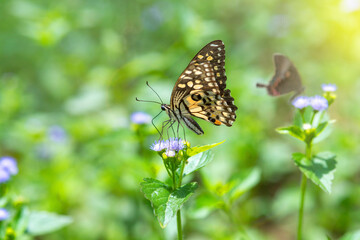 The lime butterfly perched on a flower