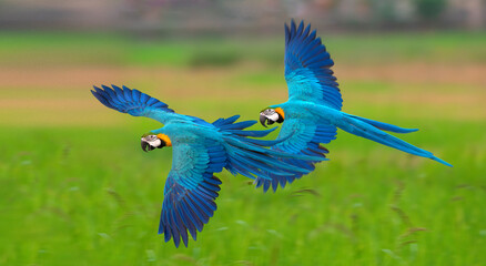 Blue and gold macaw flying ,Beautiful parrot on green background, freedo, freedom birds