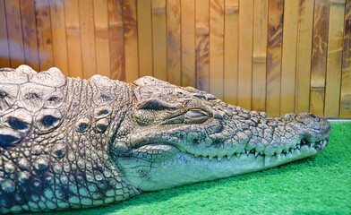 Nile crocodile (Lat. Crocodylus niloticusis)