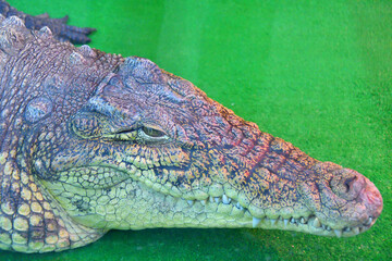 Nile crocodile (Lat. Crocodylus niloticusis)