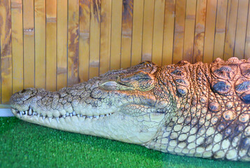 Nile crocodile (Lat. Crocodylus niloticusis)