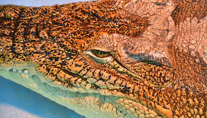 Nile crocodile (Lat. Crocodylus niloticusis)