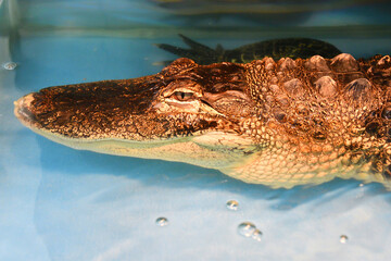 Nile crocodile (Lat. Crocodylus niloticusis)