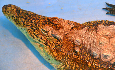 Nile crocodile (Lat. Crocodylus niloticusis)