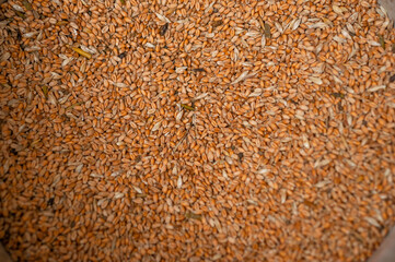 Wheat full screen close-up, animal feed