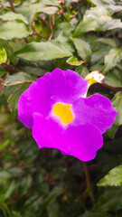 pink and yellow rose