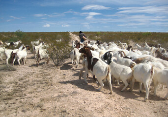 herd of goats following a cowboy in a ranch near Midland, Texas