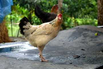 free range chicken on soil yard