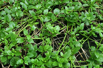 green vegetable leaves background