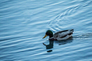 A brown Mallard swimming at Colorado Springs, Colorado