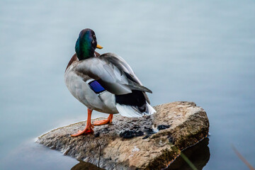 A brown Mallard swimming at Colorado Springs, Colorado