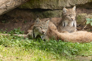 The Canada lynx ,North American wild cat.Scene from ZOO.