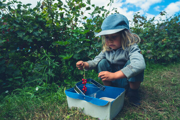 Preschooler with basket picking berries