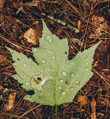 Leaf with rain droplets 