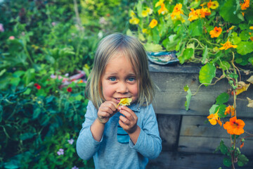 Preschooler picking an eating edible flowers