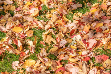 Leaves in the grass