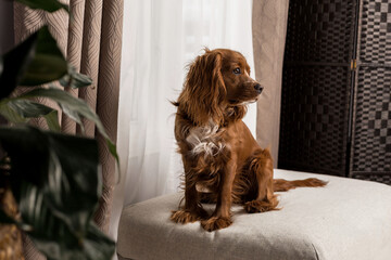 Cocker spaniel mixed breed dog sitting near a window inside. 