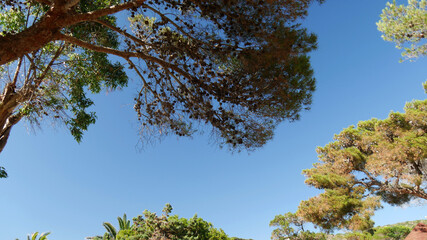Obraz premium Vegetazione mediterranea