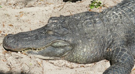 American alligator resting on Florida farm, closeup 
